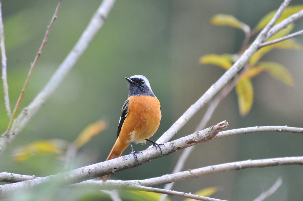 里山 の 野鳥