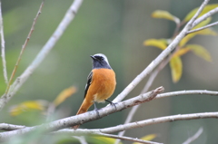 里山の野鳥XIII！