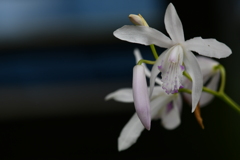 季節の花DCCLIV！