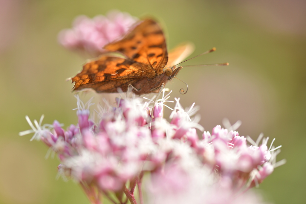 花と蝶II-CXLIV！