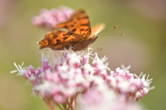 花と蝶II-CXLIV！