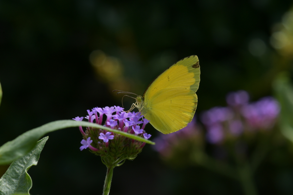 花と蝶II-CXXVII！