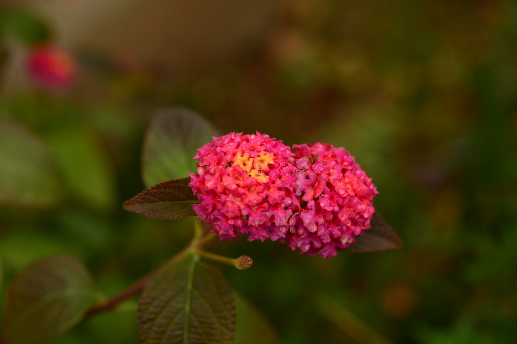 季節の花MCCCXLVII！