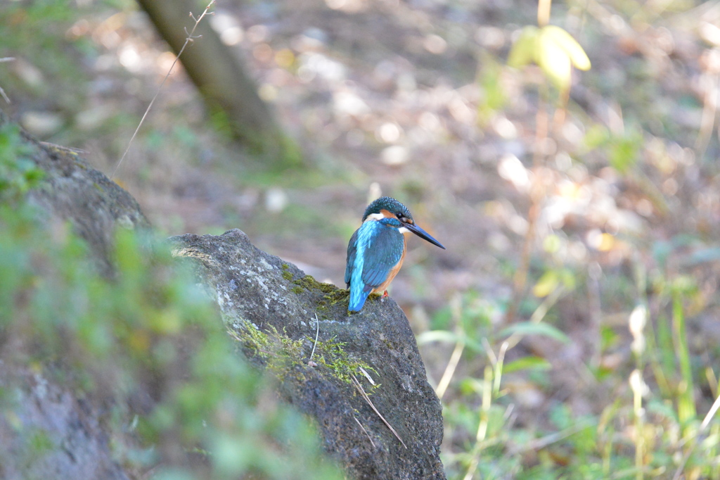 里山にいる野鳥IV！