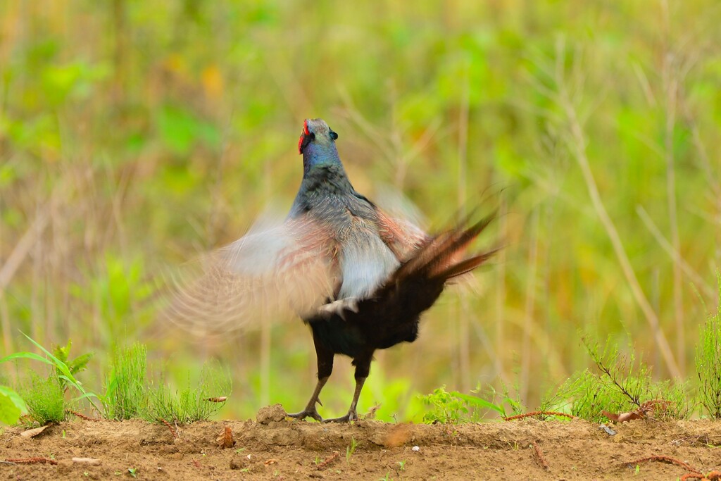 身近にいる野鳥CDIXXII！
