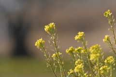 季節の花MDLXXX！