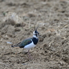 身近にいる野鳥XXXIV！