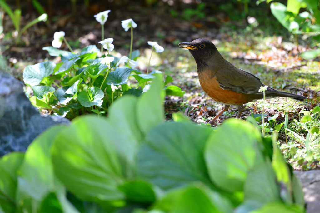 身近にいる野鳥CCCIX！