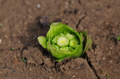季節の花CXXII！