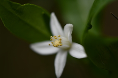 季節の花DIX！
