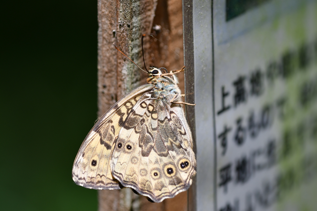 里山の蝶CLXX！