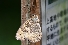 里山の蝶CLXX！