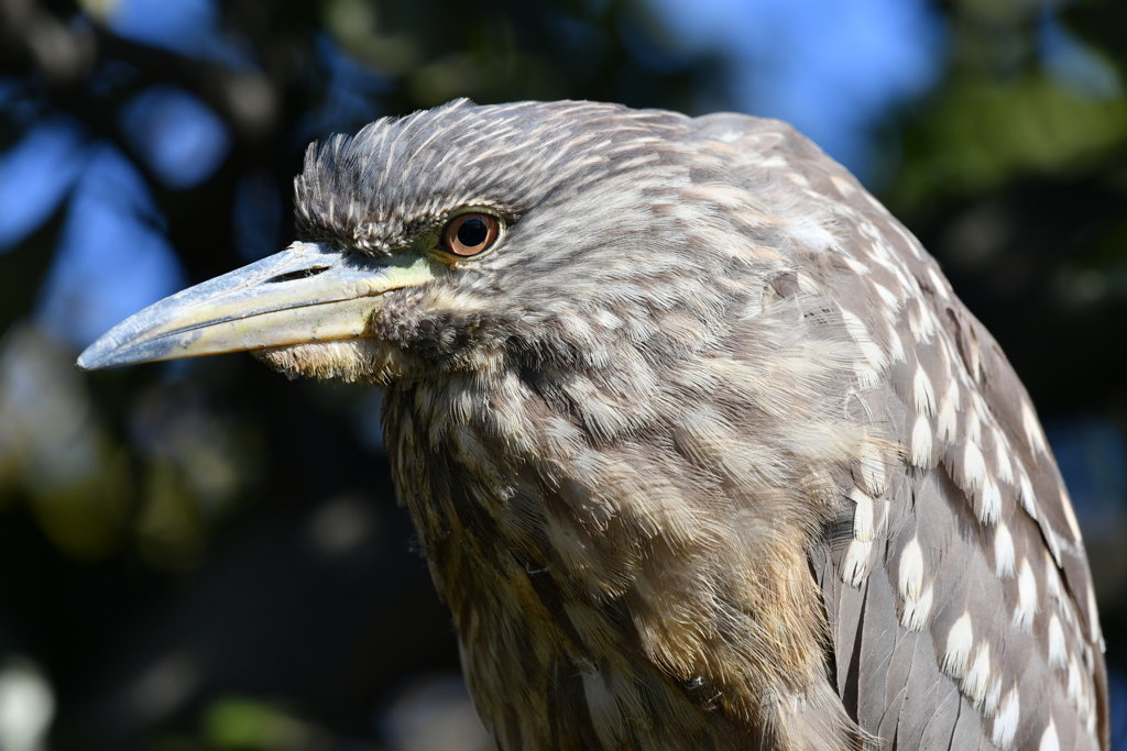 身近にいる野鳥CCLXXXI！