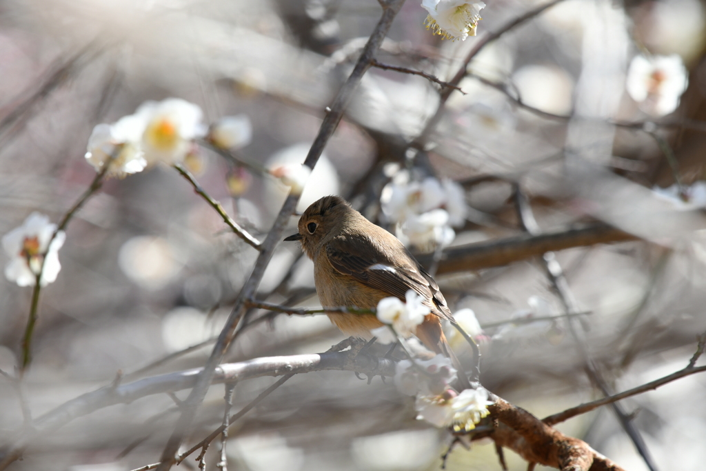 身近にいる野鳥CCXCIV！