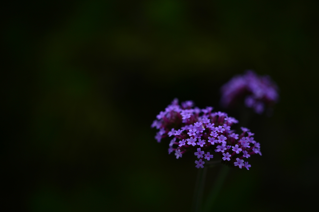 季節の花Ⅱ！