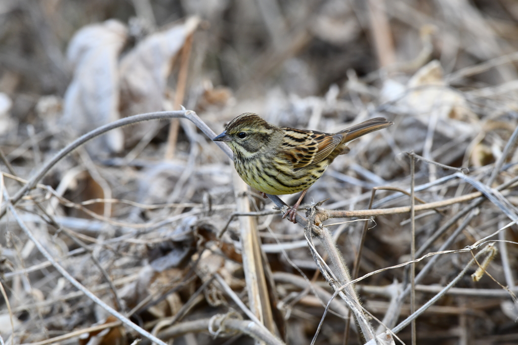 里山の野鳥XCVI！