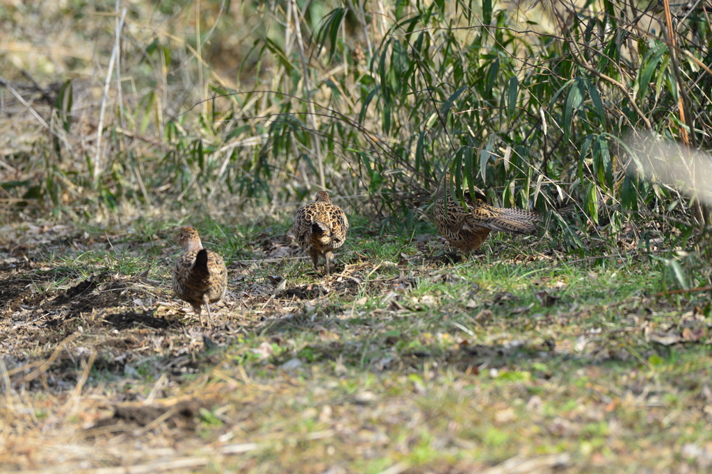 里山の野鳥LV！