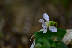 季節の花CCCXXVII！