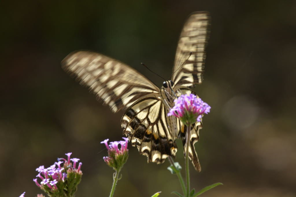 花と蝶II-CXXXV！