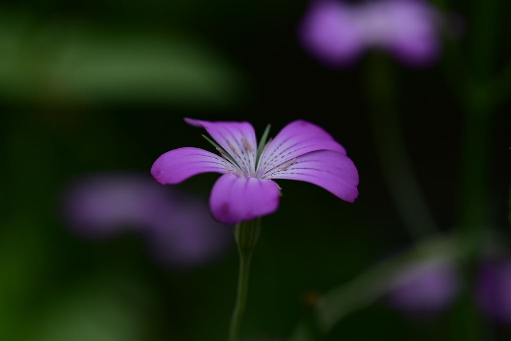 季節の花DCCXCV！