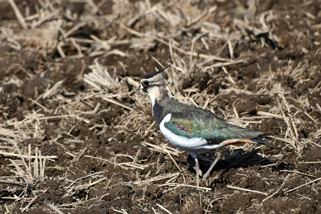 身近にいる野鳥CLXXIX！