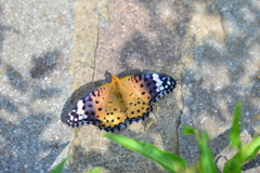 里山の蝶XCVIII！