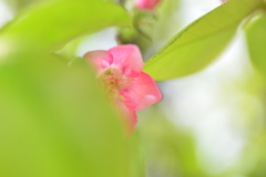 季節の花DCLXV！