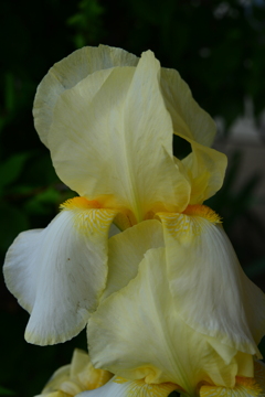 季節の花MCDLXVIII！