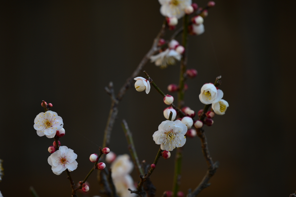 季節の花DLXXXVIII！