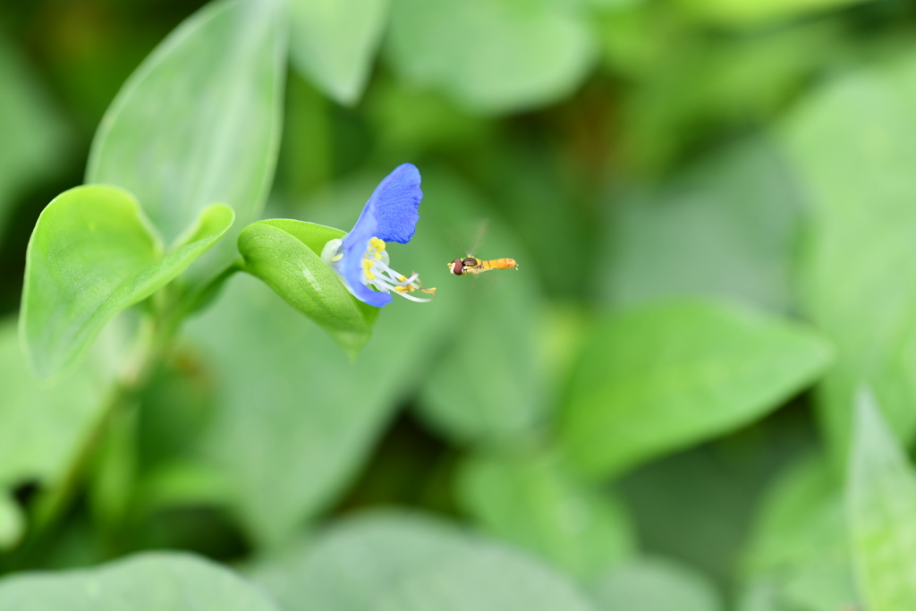 虫・昆虫と花XLIV！