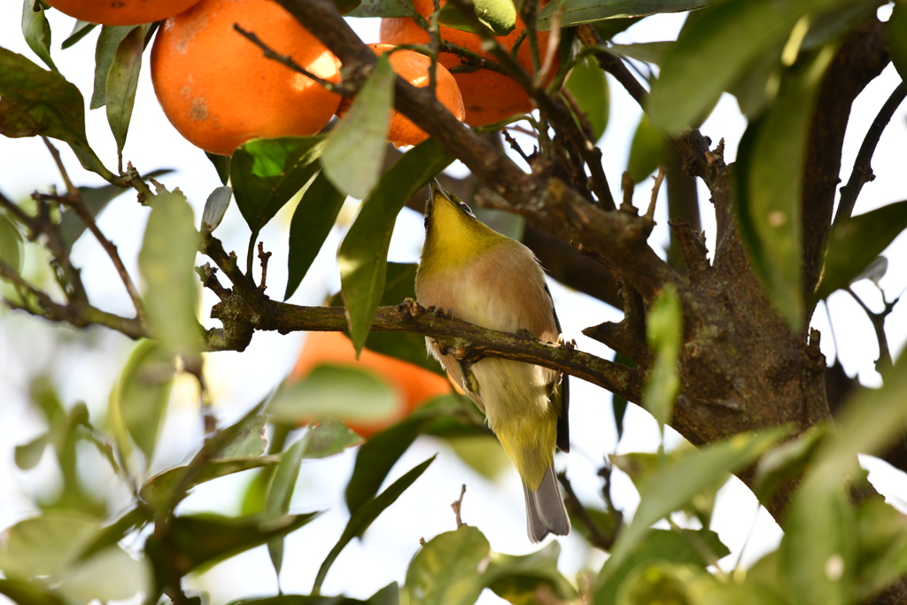 身近にいる野鳥XLIV！