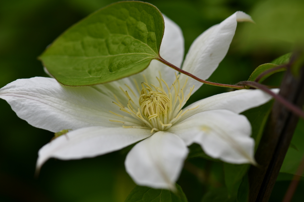 季節の花CMLX！