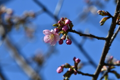 季節の花CCLXXI！