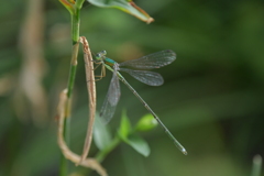 里山のトンボCCCLXXV！