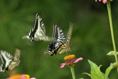 恋の季節CCLXII！