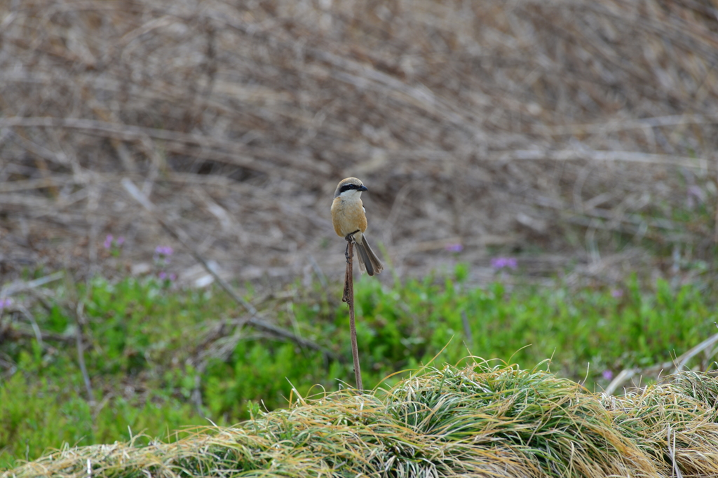 身近にいる野鳥LXXXI！