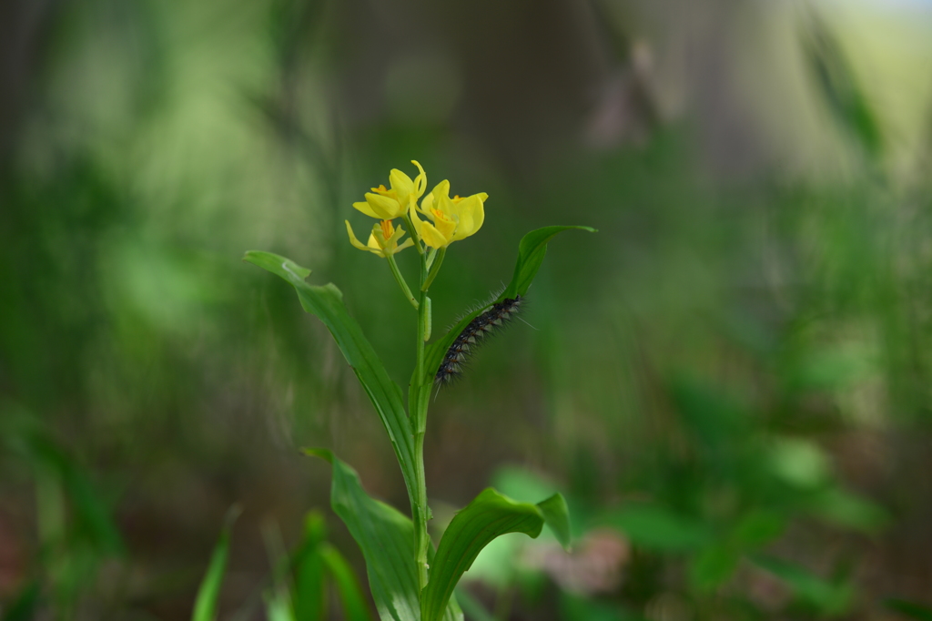 季節の花LXV！