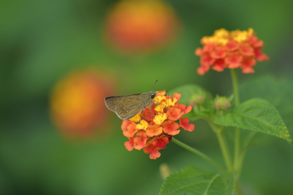 花と蝶II-LXVII！