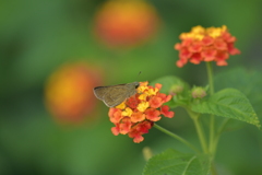 花と蝶II-LXVII！