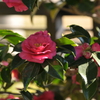 季節の花MCCCLVIII！
