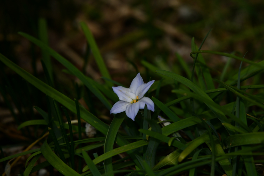 季節の花CCLXX！