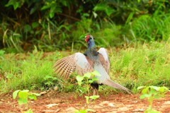身近にいる野鳥DIII！