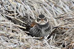 身近にいる野鳥CLXXVII！