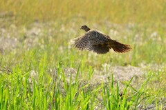 身近にいる野鳥CDXL！