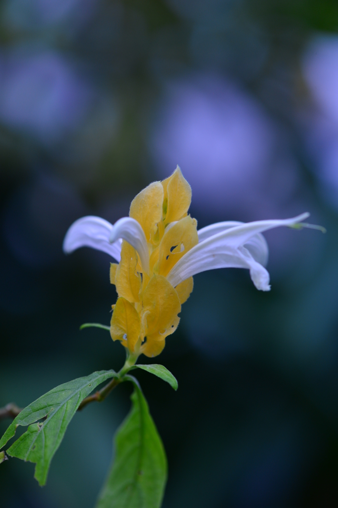 温室の花宴Ⅱ！