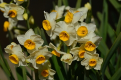 季節の花MDLXIX！