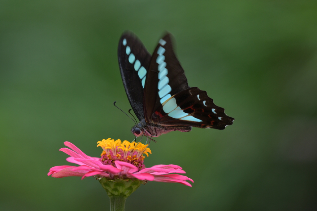 花と蝶MMCCXXVIII！