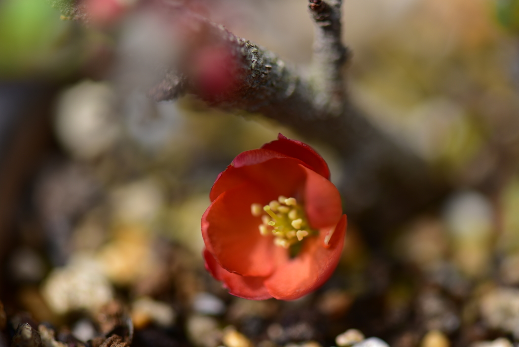 季節の花LX！