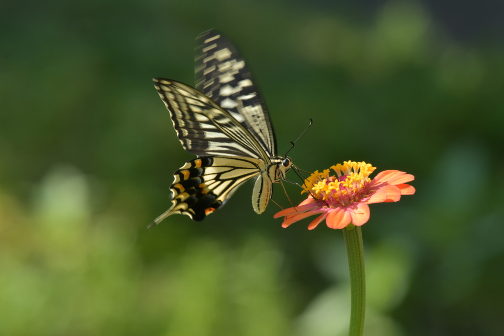 花と蝶II-XXXIII！