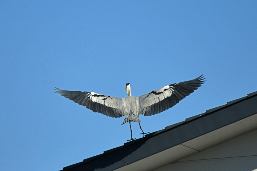身近にいる野鳥CXXX！